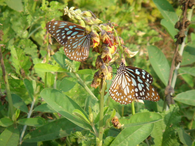 [Butterfly+garden+3.JPG]