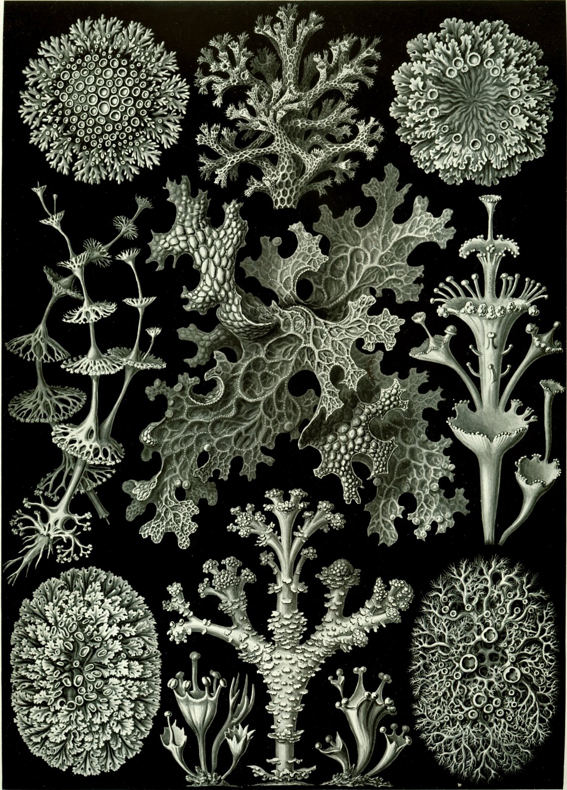 [Haeckel_Lichenes.jpg]