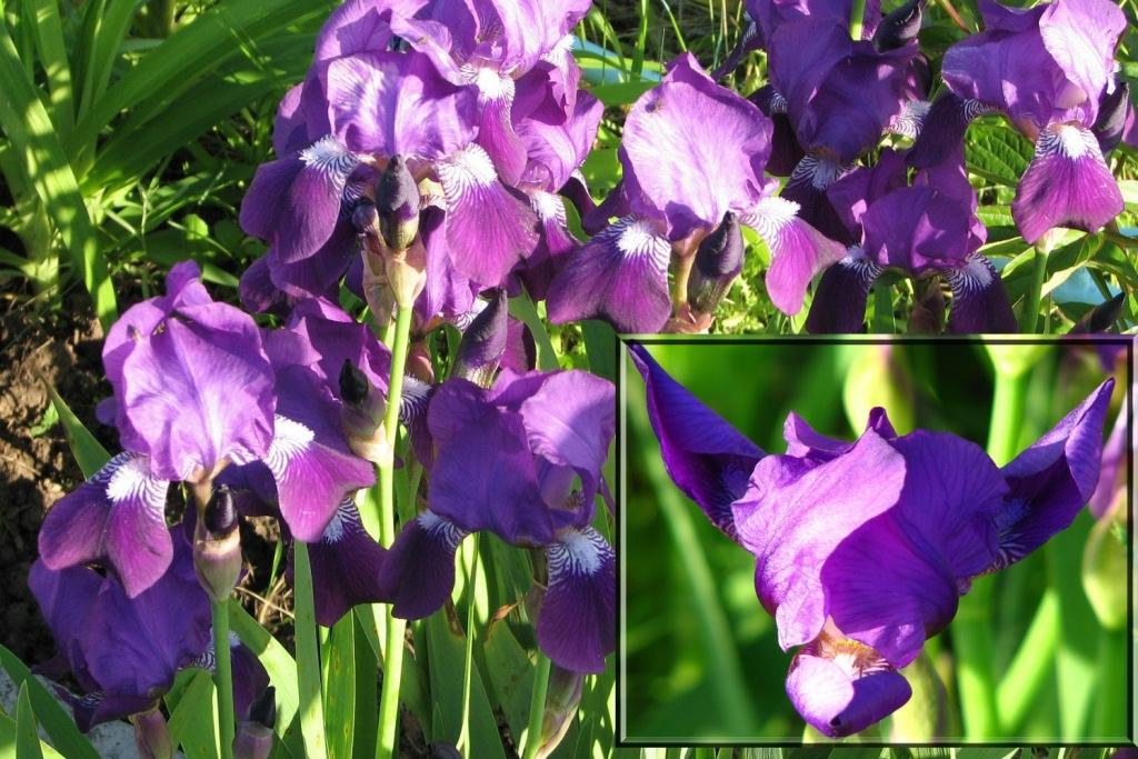 [Purple+Blue+Iris.jpg]
