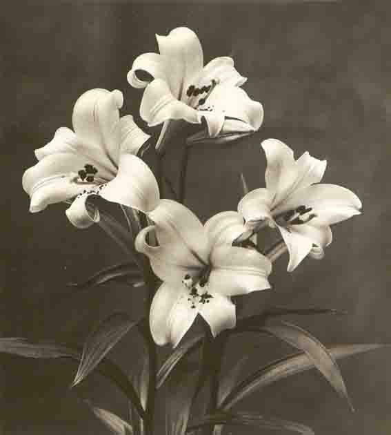 [White Lilies.jpg]