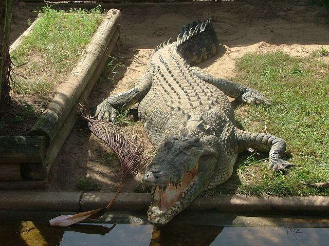 [crocodile+one.JPG]