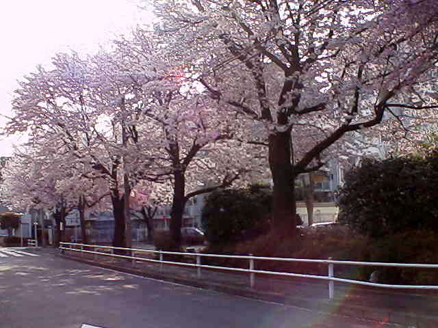 [Cherry+Blossoms+Trees+2.jpg]