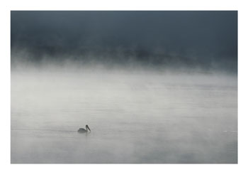 [110849~Pelican-Swimming-in-Steamy-Yellowstone-River-Posters.jpg]