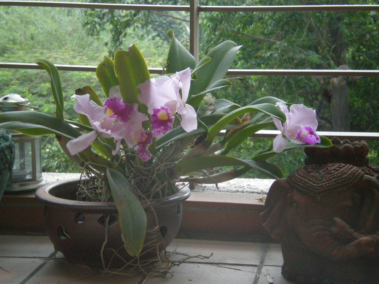[Orchids.JPG]