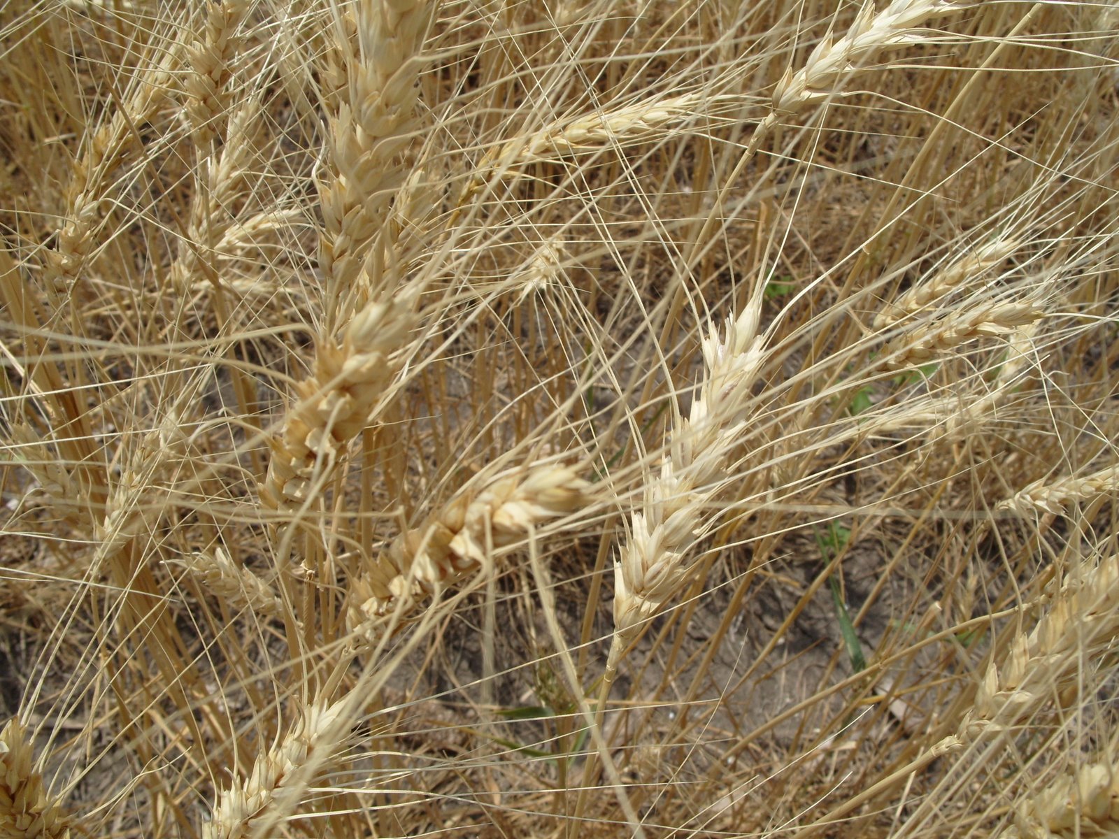 [wheat7.JPG]
