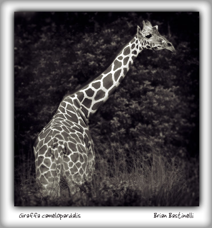 [Giraffa_camelopardalis_sm.jpg]