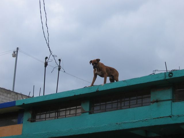 [Mexican+roof+dog.jpg]