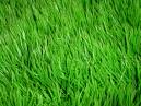 [grass.jpg]
