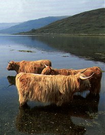 [Highland+Cattle.jpg]