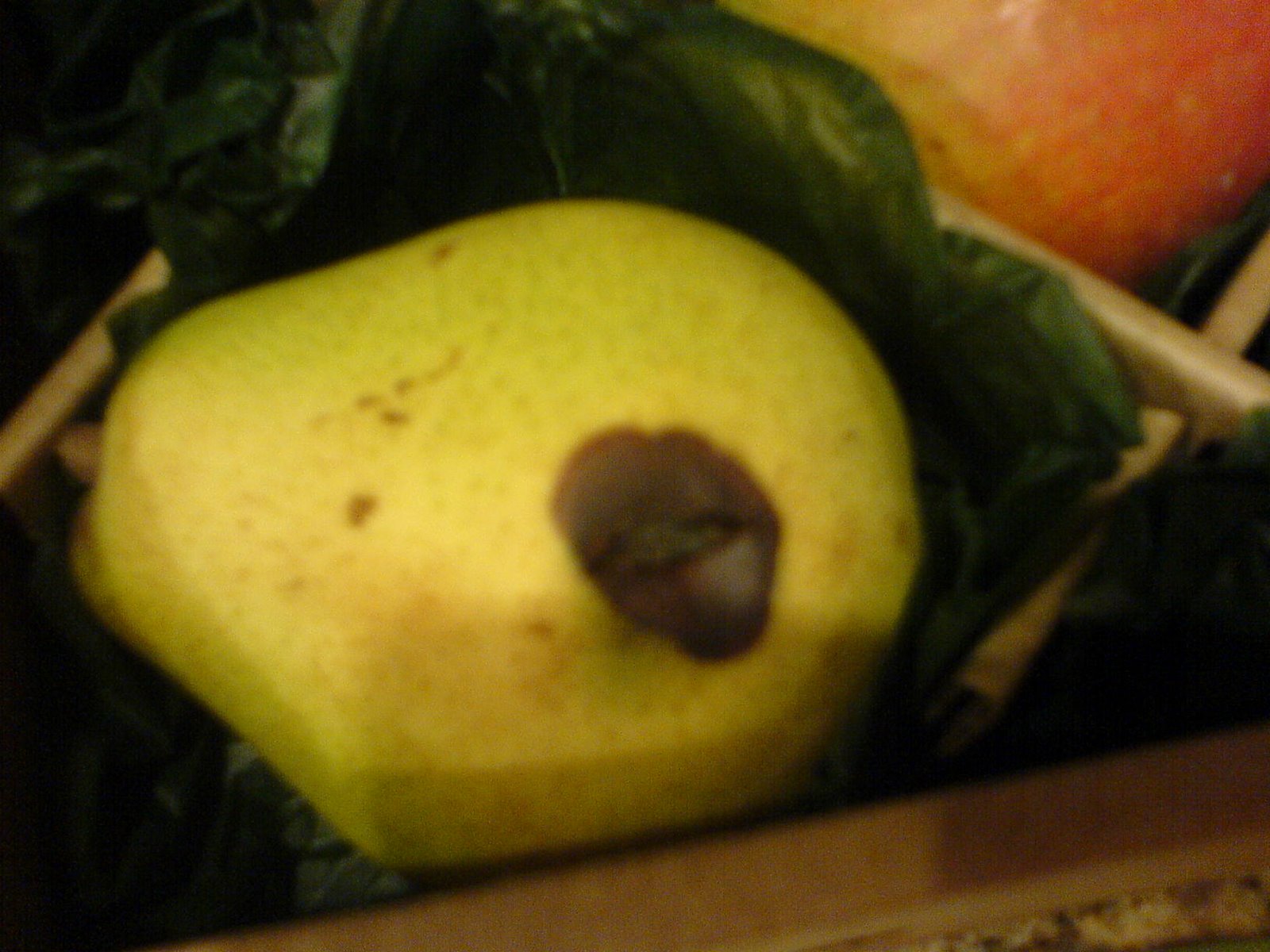 [pear.jpg]