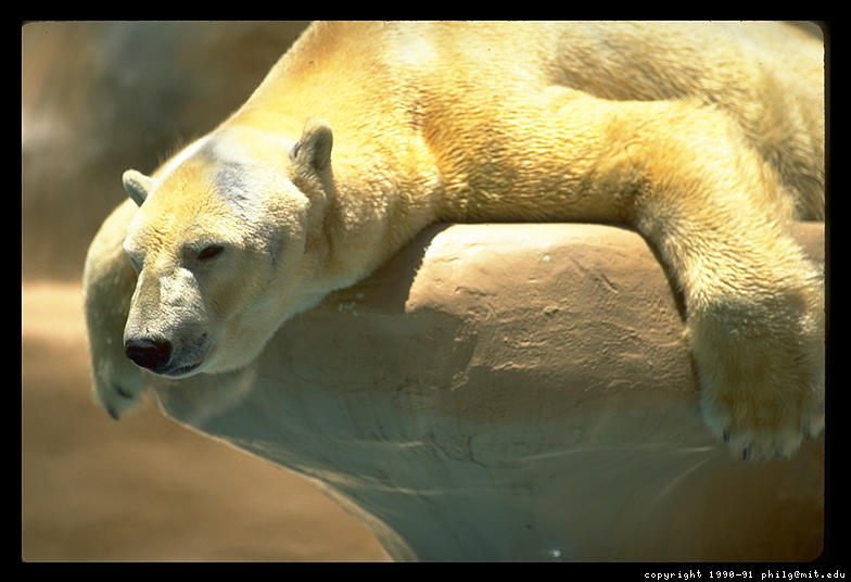 [polar-bear-slumped-60.3.jpg]