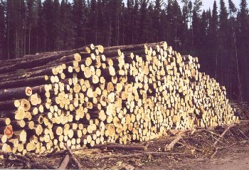 [Forestry-Industry.jpg]
