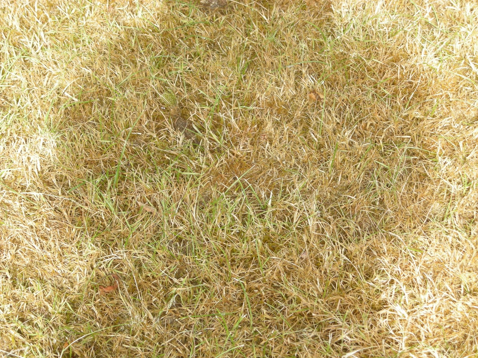 [dry+grass.JPG]