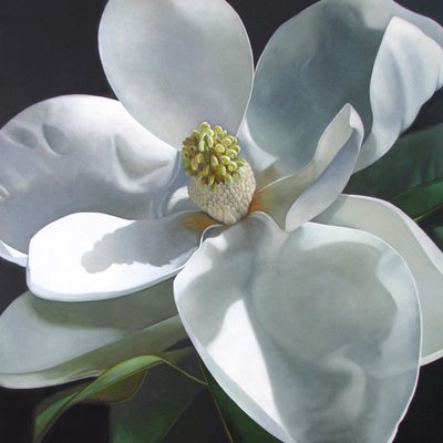 [magnolia+-+collier+24+inch+sq+on+board.jpg]