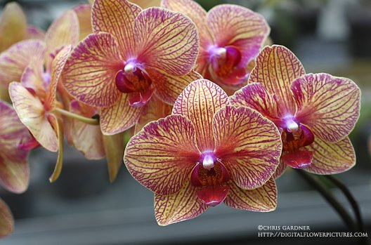 [orchid50mmwebcc.jpg]