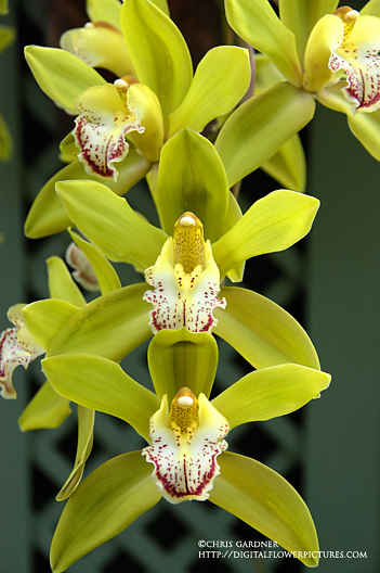 [orchidwhwebcc.jpg]