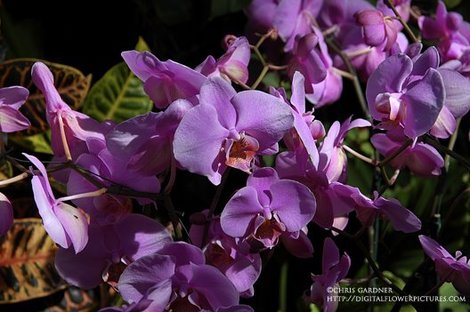 [orchid08-10webcc.jpg]