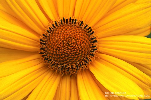 [sunflowerfalse1webcc.jpg]