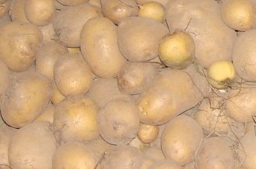 [Batatas+-+1ª+colheita+Ago07+aa.JPG]