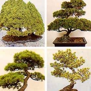 [bonsai+2.jpg]