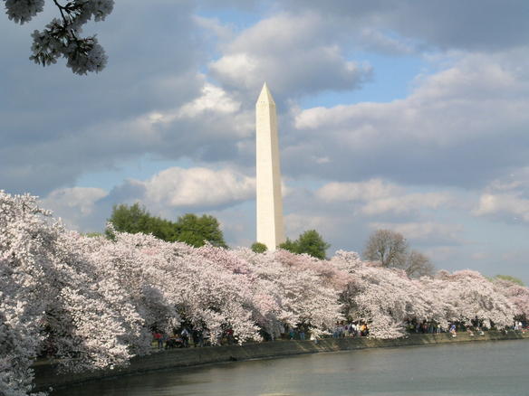 [cherry_blossoms_in_galleryfull1.jpg]