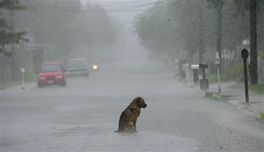 [dog+in+the+rain.jpg]