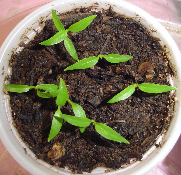 [Ornamental+pepper+seedlings+16+days+12-11-07.jpg]