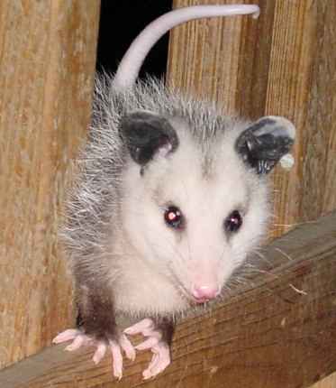 [opossum8.jpe]