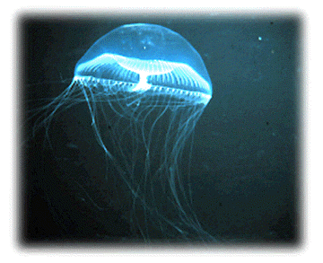 [jellyfish.gif]