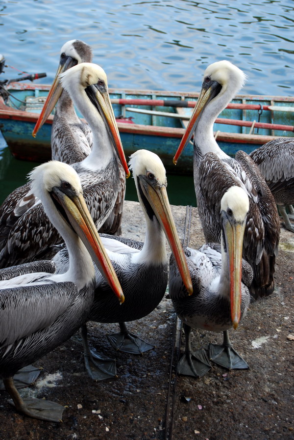 [pelicanos.jpg]
