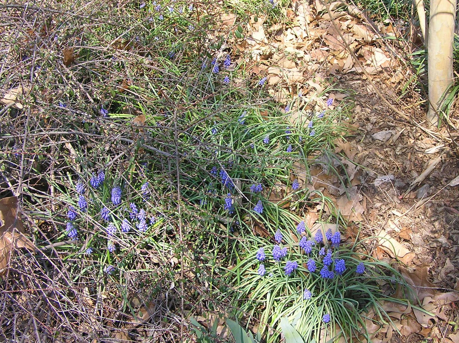 Grape Hyacinth in garden bed