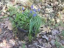 Grape Hyacinth transplanted this spring