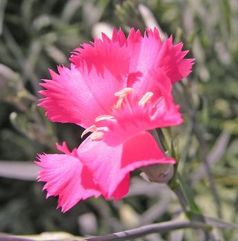 Dianthus-Carnation