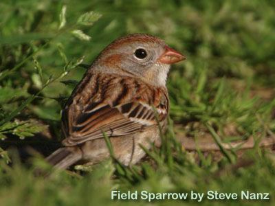 [Field+Sparrow+edited.jpg]