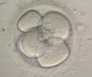 [embrio3d4blast.jpg]