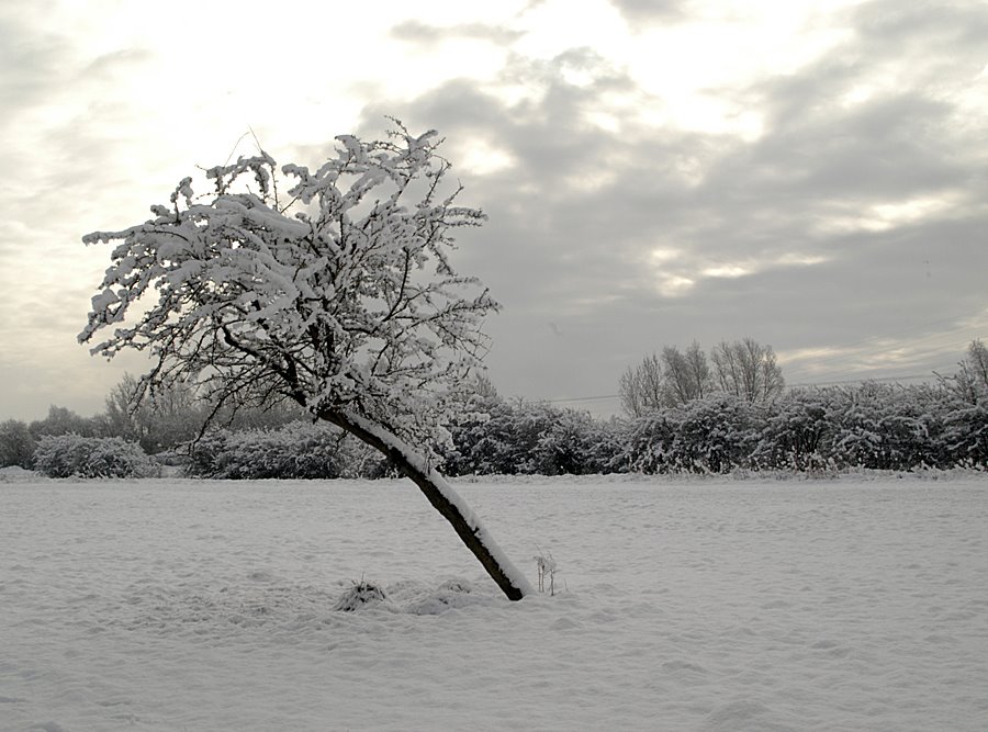 [Snowy-Tree.jpg]