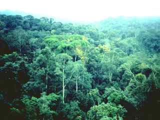 [rainforest_Congo_FAO.jpg]