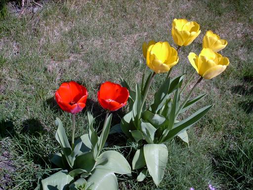 [tulipaner.JPG]