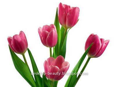 [tulips16.jpg]