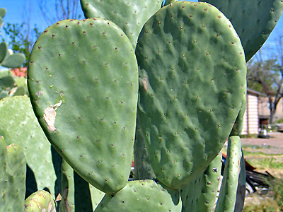 Spineless Cactus