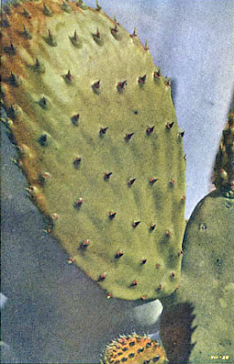 Spineless Cactus - Vestigial Leaves