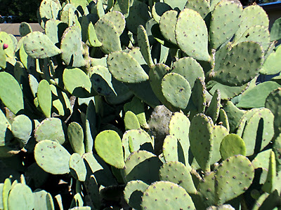 Spineless Cactus - Las Cruces