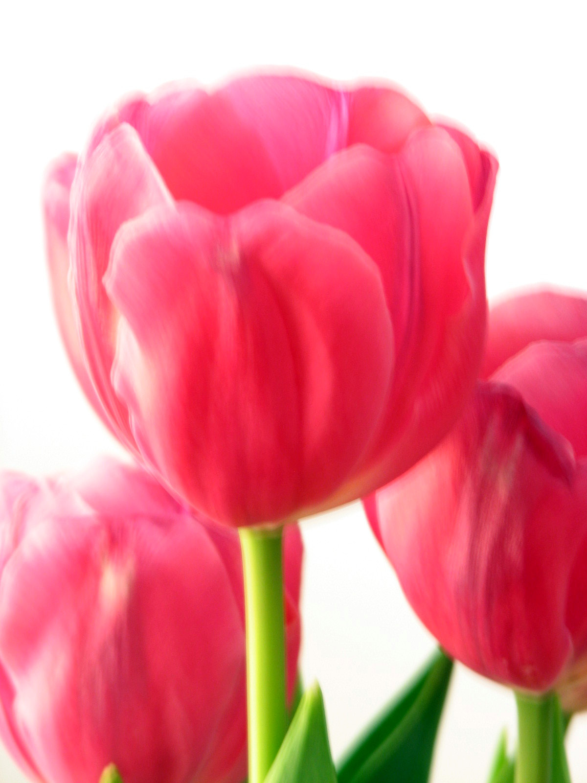 [Tulips-Close-up+Faded.JPG]