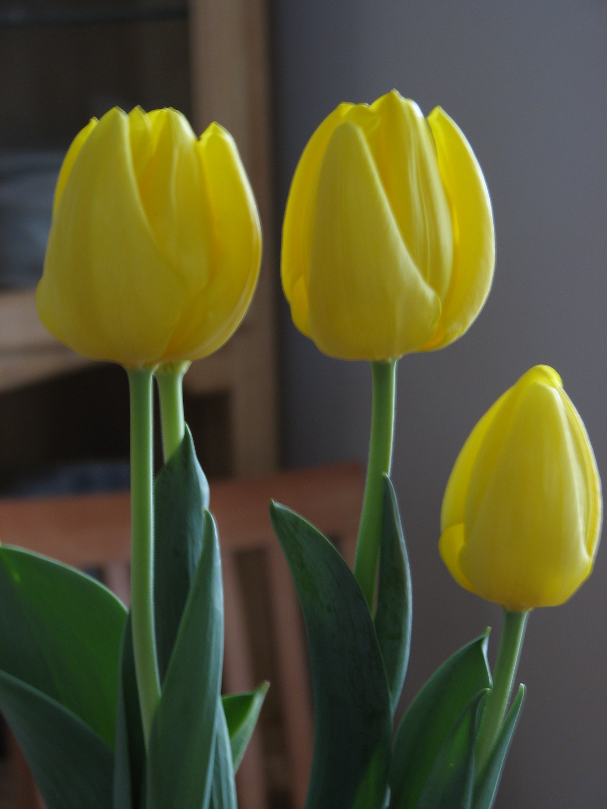 [Tulips+No+Flash.JPG]