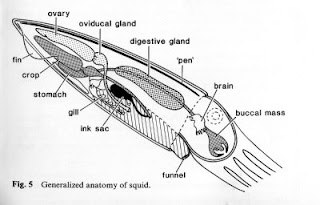 marine bio: Squid