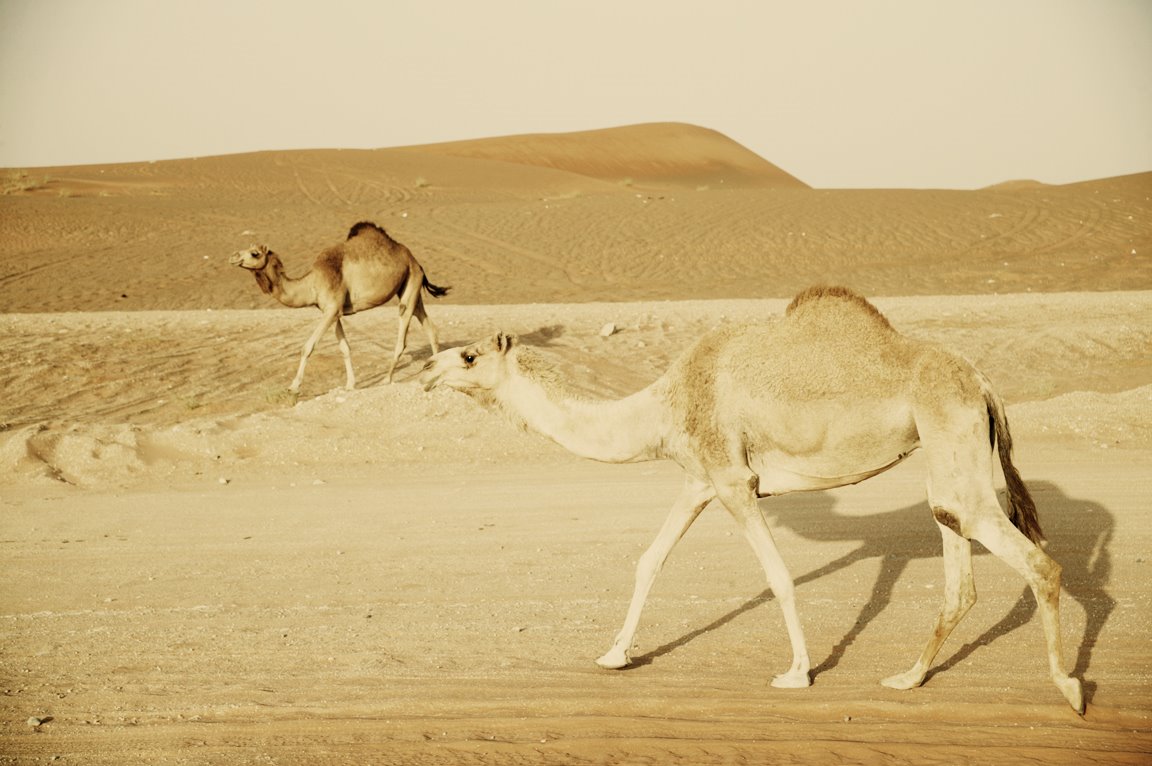 [Camels038.jpg]