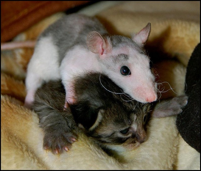 [Cat_20and_20Mouse_20.._20Love_small.jpg]