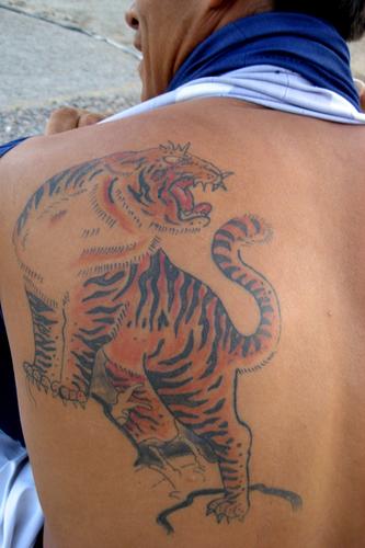 tigre ya cicatrizado