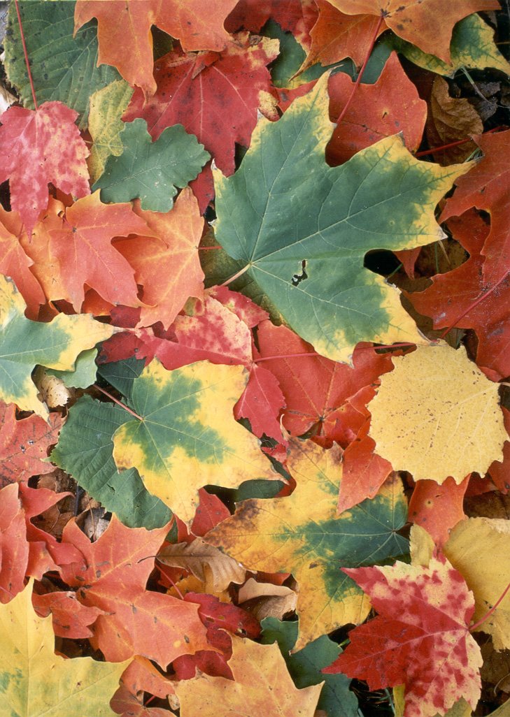 [fall+leaves.bmp]