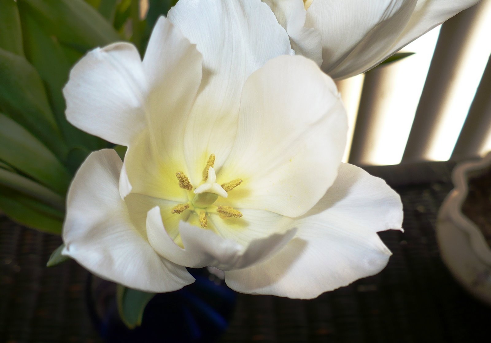 [tulips+3-08+009.jpg]